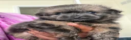 Mixed Breed dogs for sale: Tyson - Ad 3