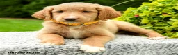 Mini Goldendoodle dogs for sale: Holly - Ad 4