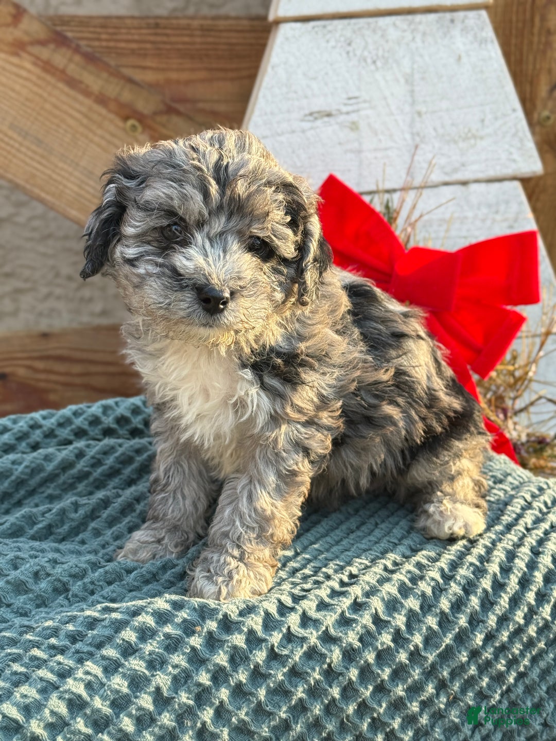 Bichpoo dogs for sale: Ashlee - Ad 5