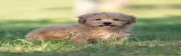Maltipoo dogs for sale: tucker - Ad 2