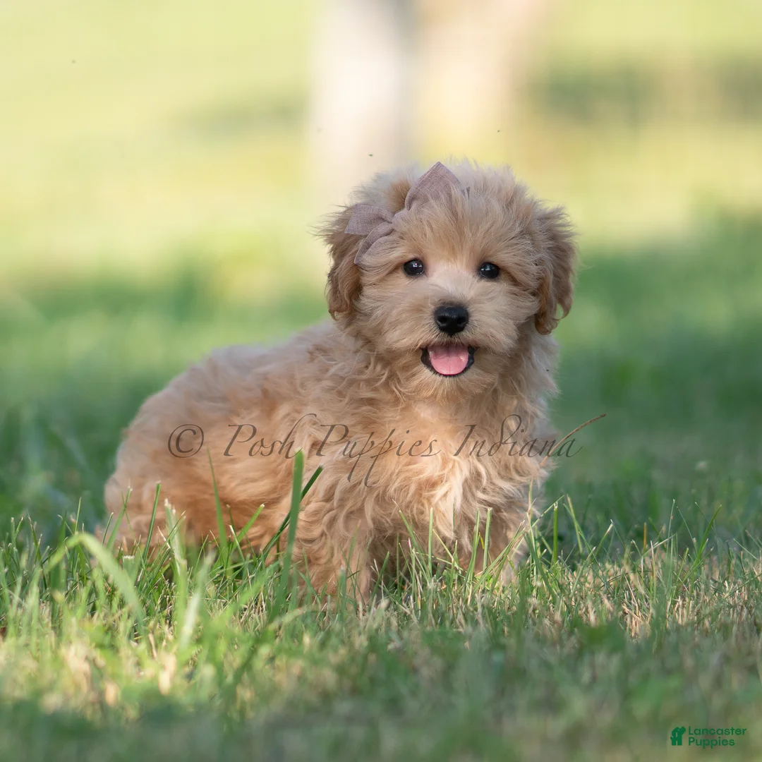 Maltipoo dogs for sale: tucker - Ad 2