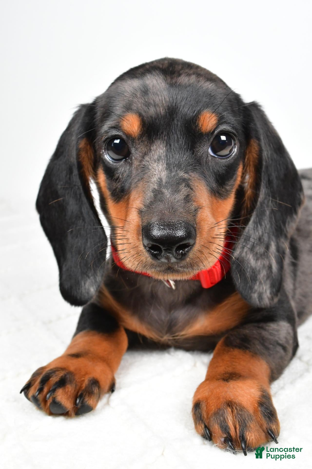 Miniature Dachshund dogs Eddie - Ad 2