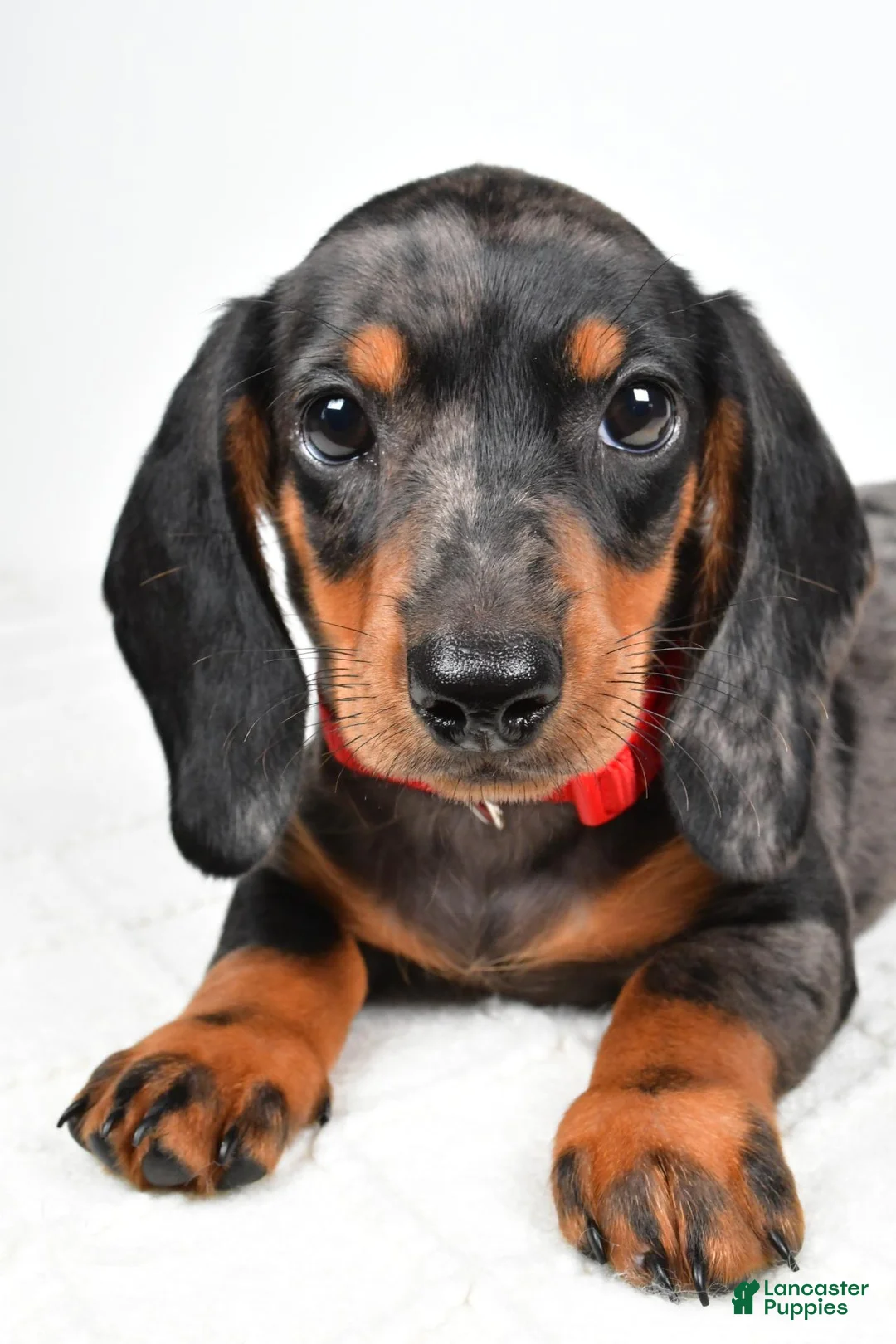 Miniature Dachshund dogs for sale: Eddie - Ad 2