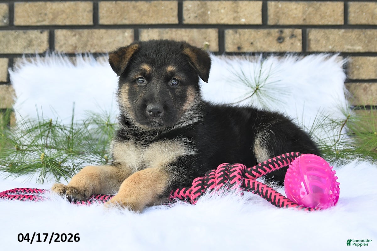 German Shepherd dogs Max - Ad 2