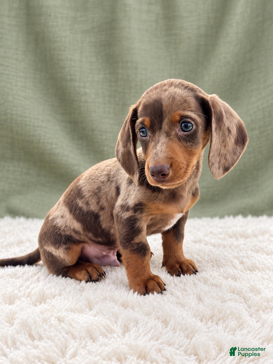 Miniature Dachshund dogs Miniature Dachshund 2 - Ad 1