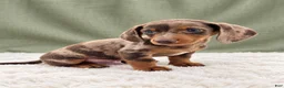 Miniature Dachshund dogs for sale: Miniature Dachshund 2 - Ad 1