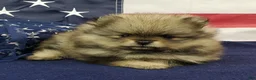 Pomeranian dogs for sale: Jolee - Ad 6