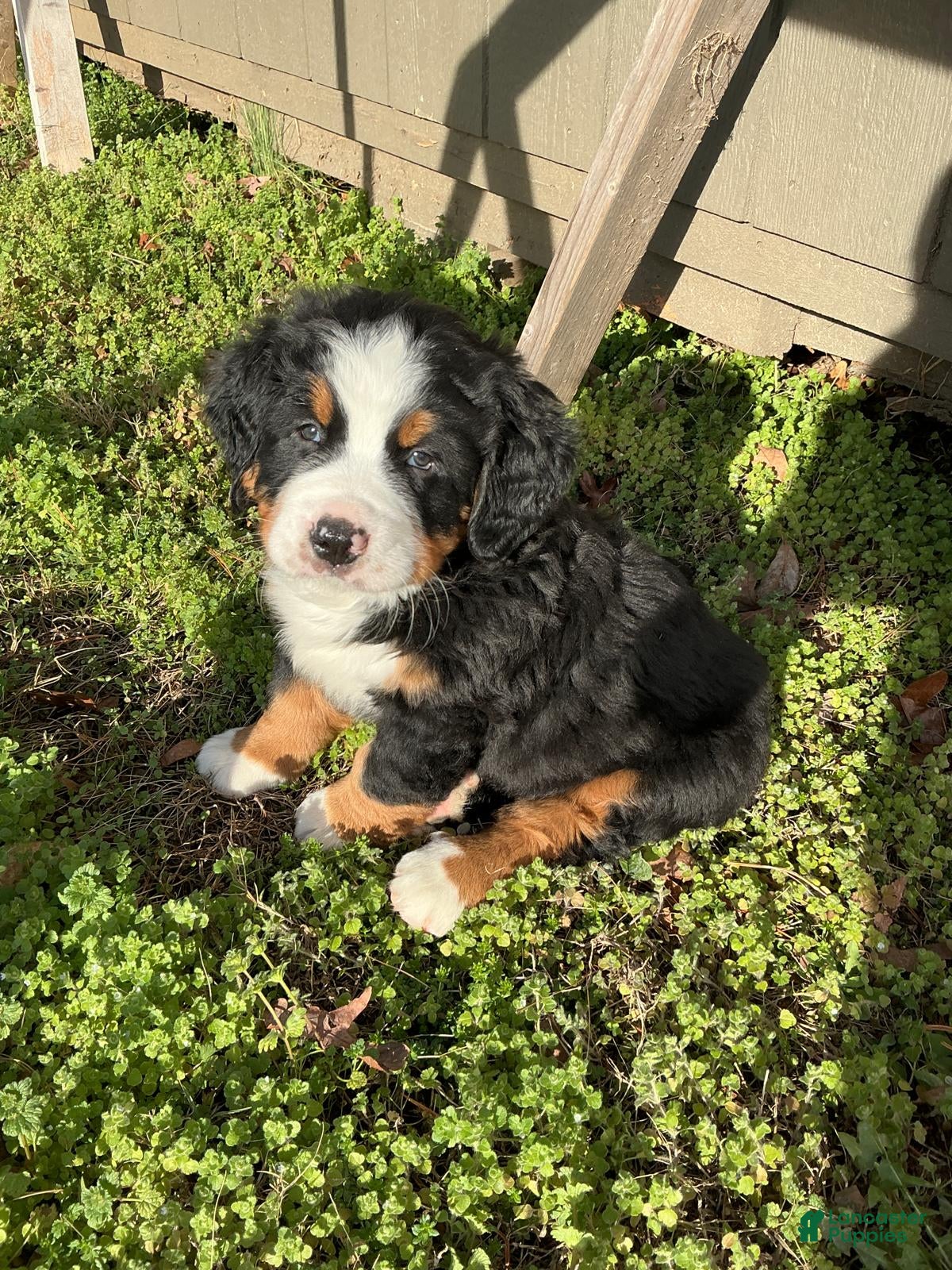 Bernese Mountain Dog dogs "Max"  Bernese Mountain Dog Puppy 2 - Ad 5