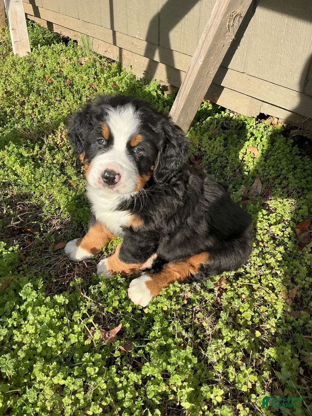 Bernese Mountain Dog dogs for sale: "Max"  Bernese Mountain Dog Puppy 2 - Ad 1