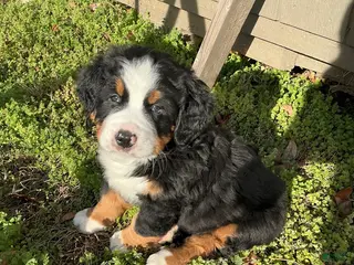 Bernese Mountain Dog dogs "Max" Bernese Mountain Dog Puppy 2 - Ad 5