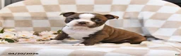 Boston Terrier dogs for sale: Bella   - Ad 1