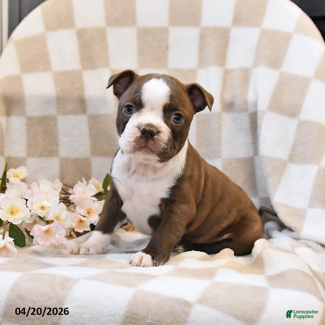 Boston Terrier dogs for sale: Bella   - Ad 1