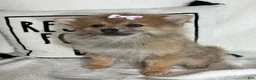 Pomeranian dogs for sale: Penelope - Ad 2