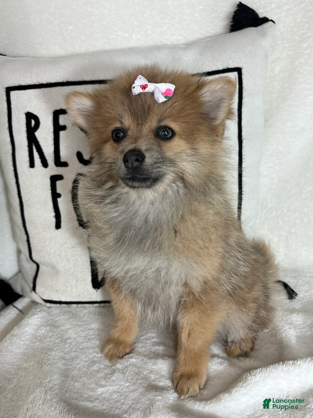 Pomeranian dogs for sale: Penelope - Ad 2