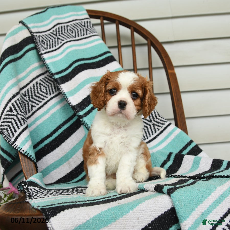 Cavalier King Charles Spaniel dogs Jasmine - Ad 2