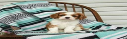 Cavalier King Charles Spaniel dogs for sale: Jasmine - Ad 2