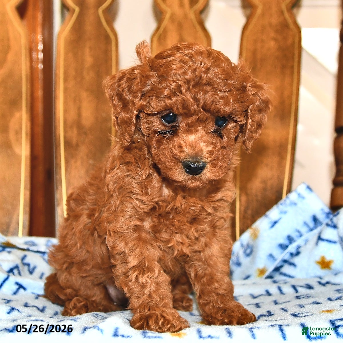 Cavapoo dogs Ruby - Ad 1