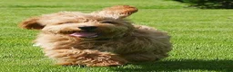 Cockapoo dogs for sale: Hershey - Ad 5