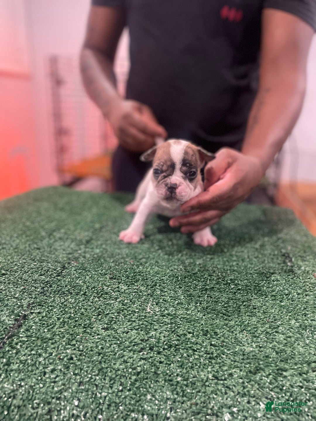 American Bully dogs for sale: American Bully Puppy 5 - Ad 5