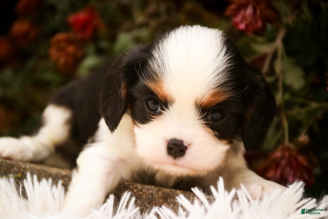 Cavalier King Charles Spaniel dogs for sale: Chester - Ad 2