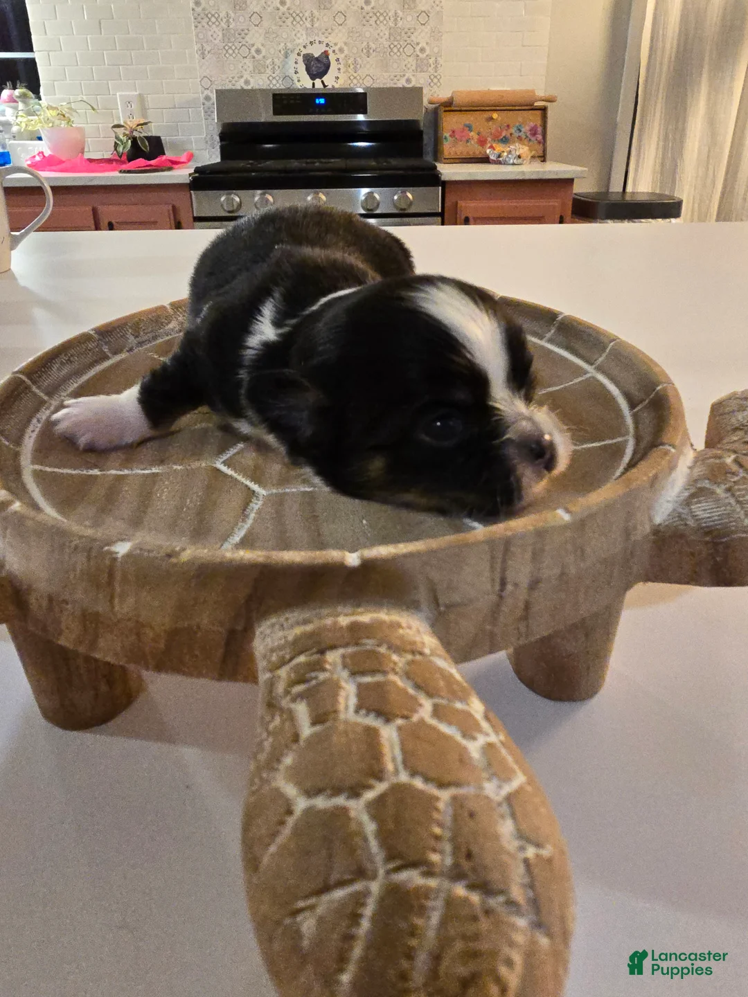 Chihuahua dogs for sale: Lizzy  - Ad 5