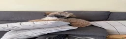 Shorkie dogs for sale: Cole - Ad 2