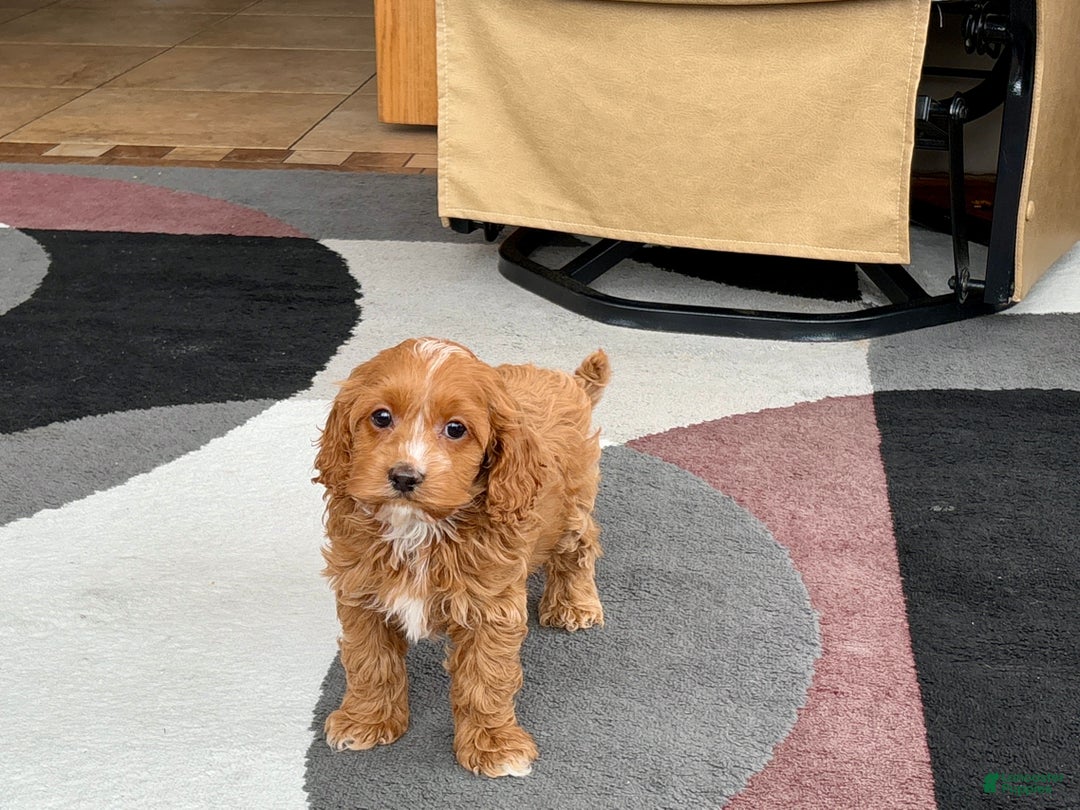 Cockapoo dogs for sale: Cockapoo female 1 - Ad 12