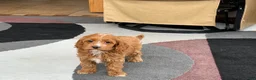 Cockapoo dogs for sale: Cockapoo female 1 - Ad 11