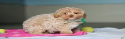 Mixed Breed dogs for sale: Sampson - Ad 2