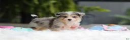 Mixed Breed dogs for sale: Nala - Ad 5