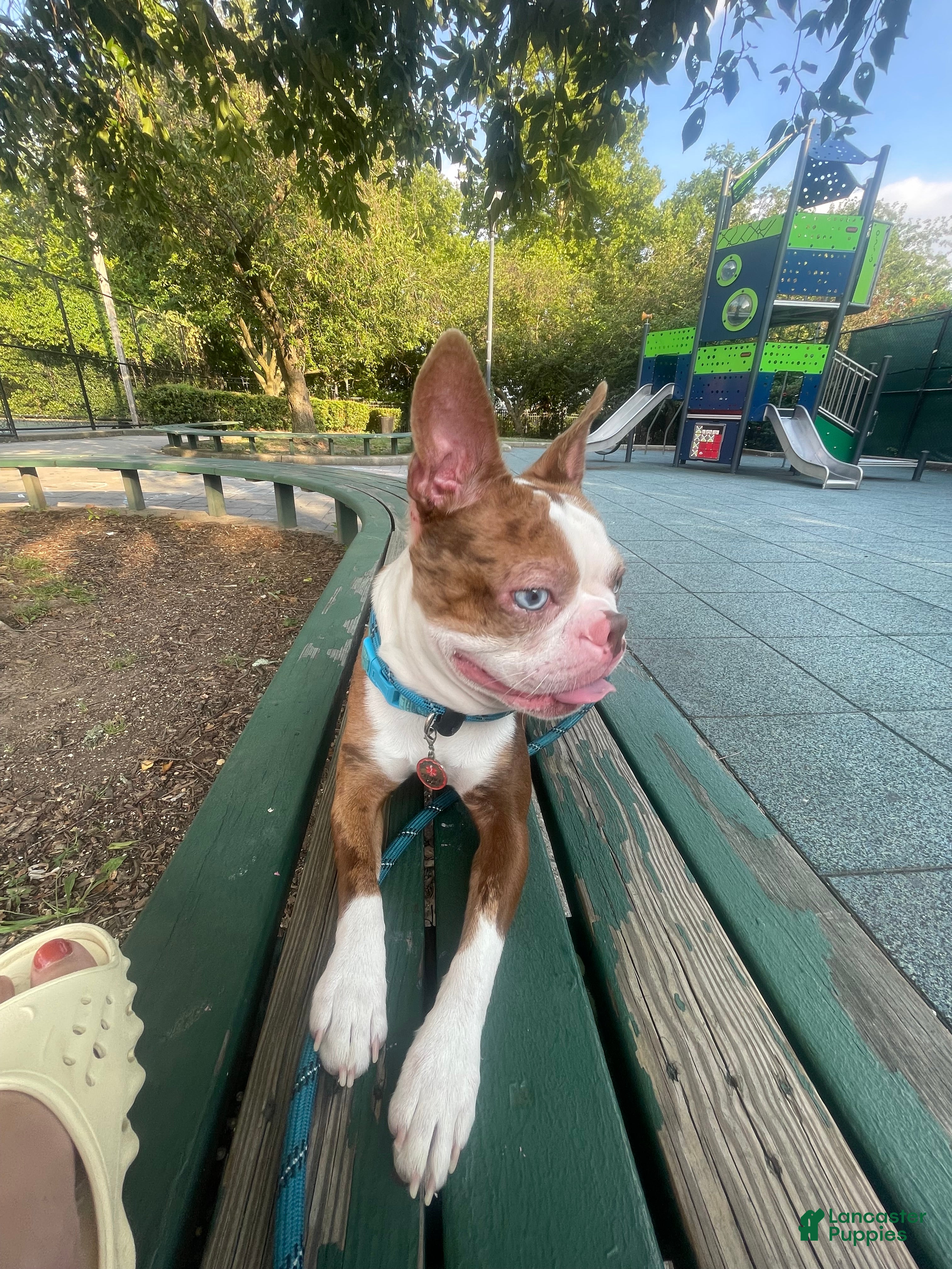 Boston Terrier dogs Daydream  - Ad 1