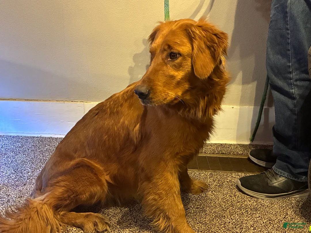 Golden Retriever dogs for sale: Alexander - Ad 4