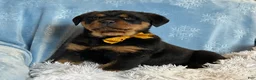 Rottweiler dogs for sale: Sidney - Ad 9