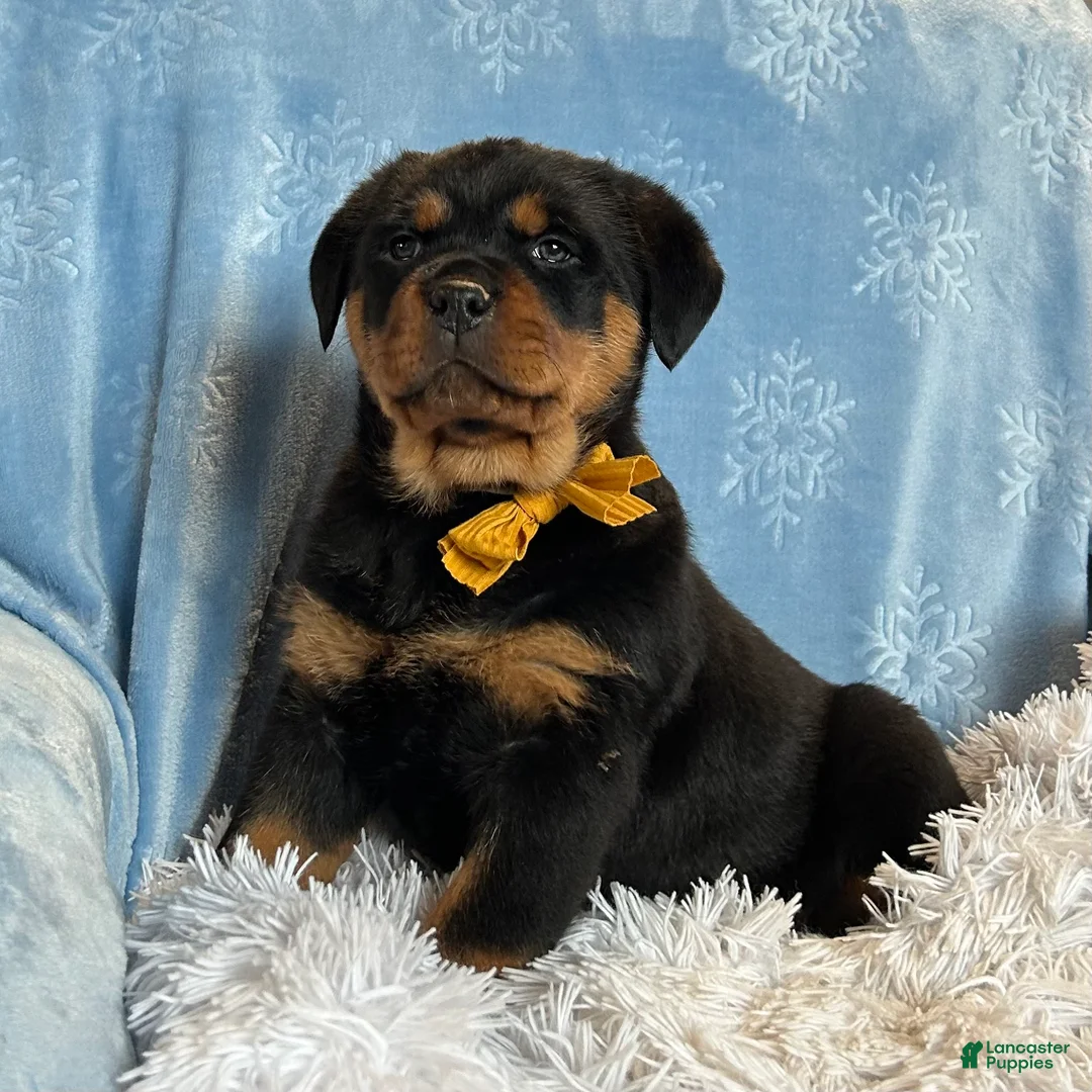 Rottweiler dogs for sale: Sidney - Ad 9