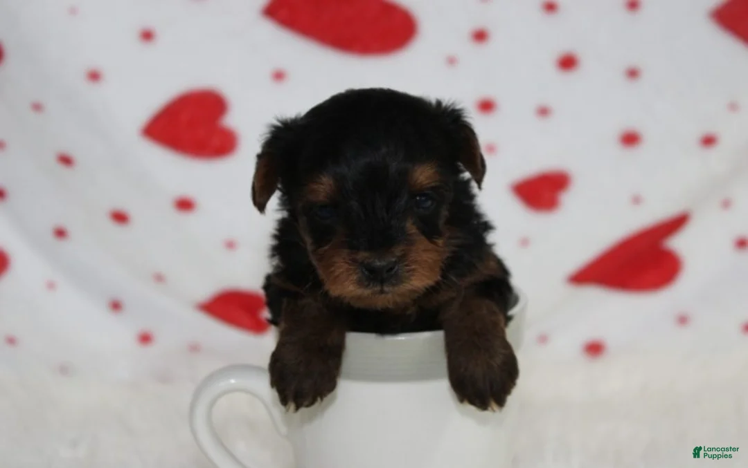 Yorkiepoo dogs for sale: Enzo - Ad 1