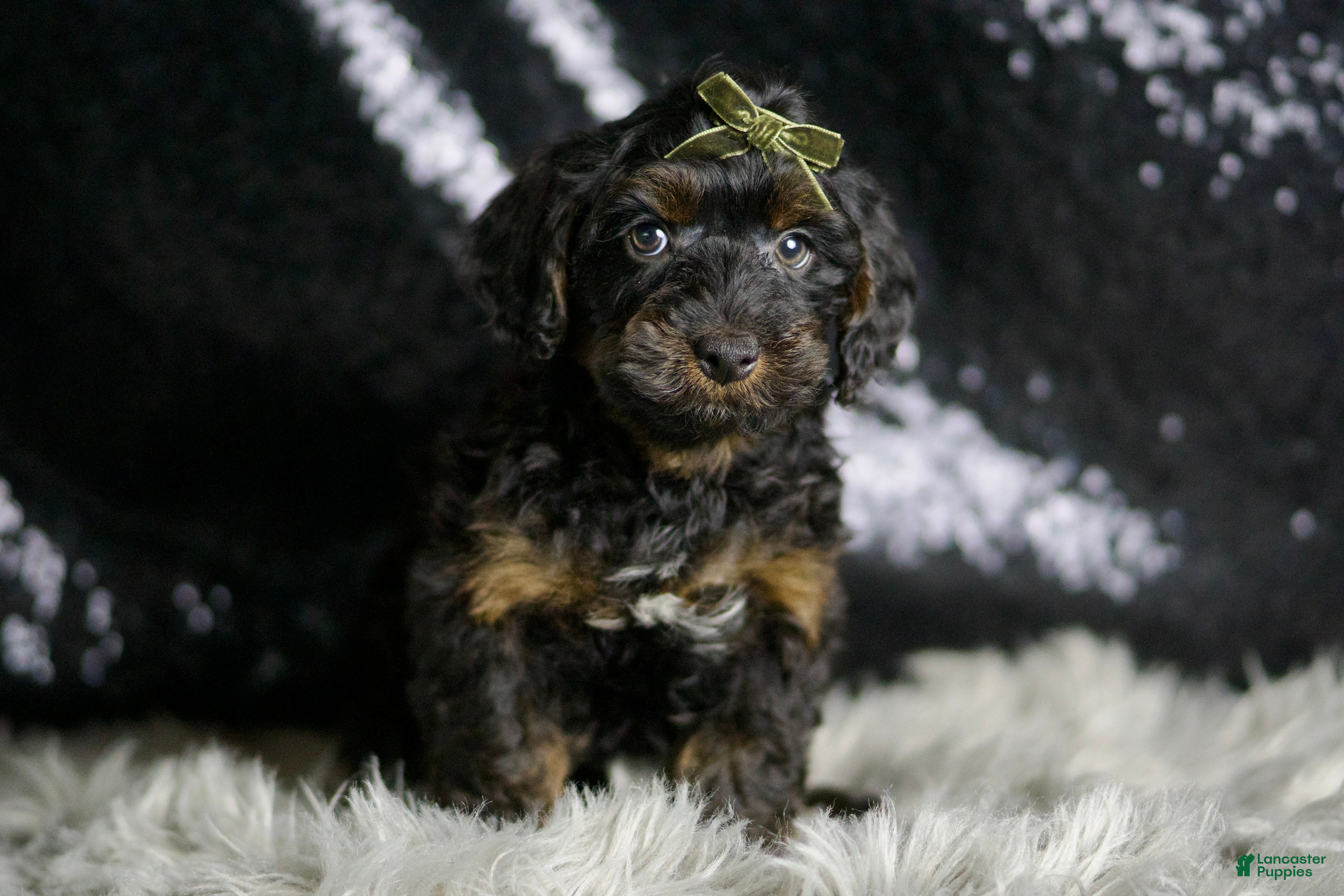 Yorkiepoo dogs Christian - Ad 33