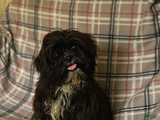 Shih Tzu dogs - Ad 1