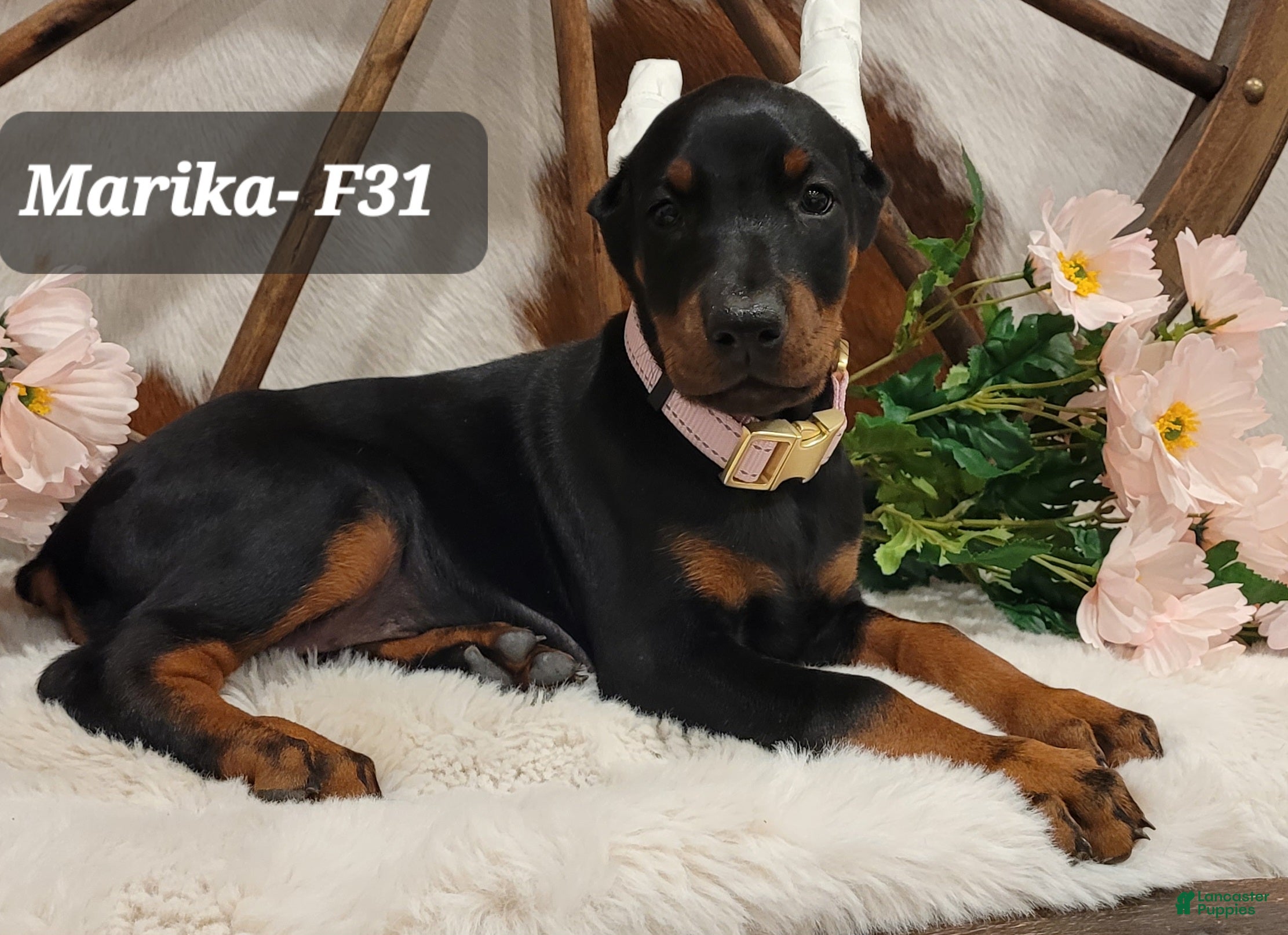 Doberman Pinscher dogs MARIKA - Ad 2
