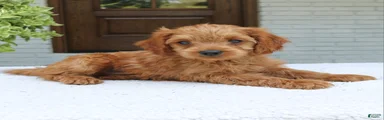 Martin 