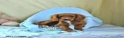 Cavapoo dogs for sale: Asher - Ad 5