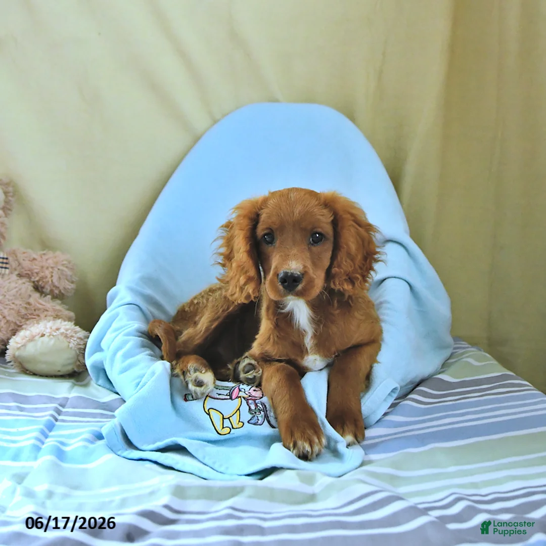 Cavapoo dogs for sale: Asher - Ad 5