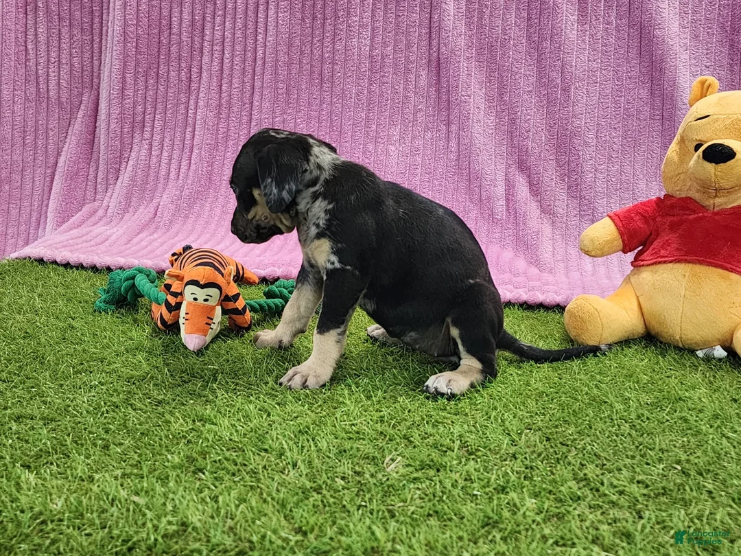 Catahoula Leopard Dog dogs for sale: Tess 2025 Female 4 - Ad 13