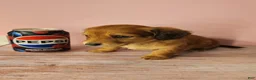 Miniature Dachshund dogs for sale: Emmy - Ad 6
