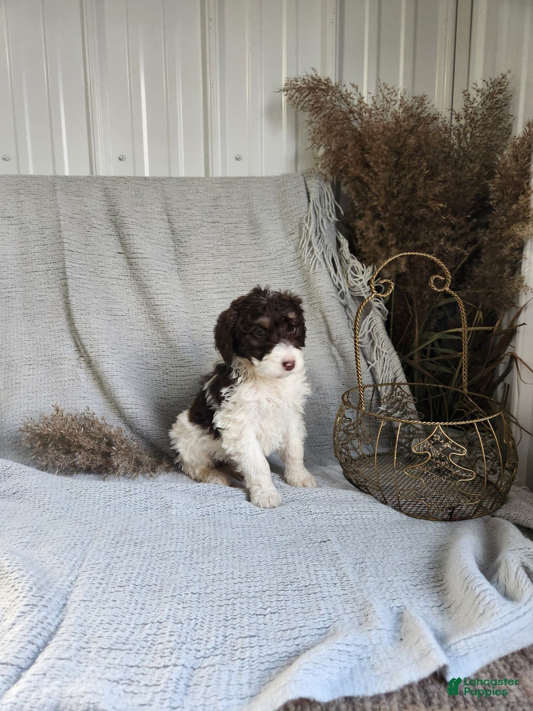 Bernedoodle dogs for sale: Lilac - Ad 3