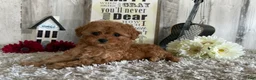 Toy Poodle dogs for sale: Winster - Ad 4