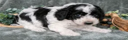 Miniature Poodle dogs for sale: Melanie - Ad 3