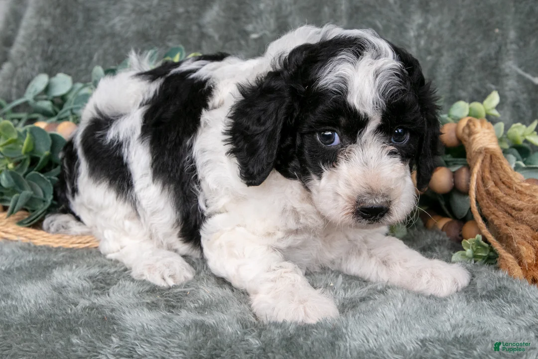 Miniature Poodle dogs for sale: Melanie - Ad 3