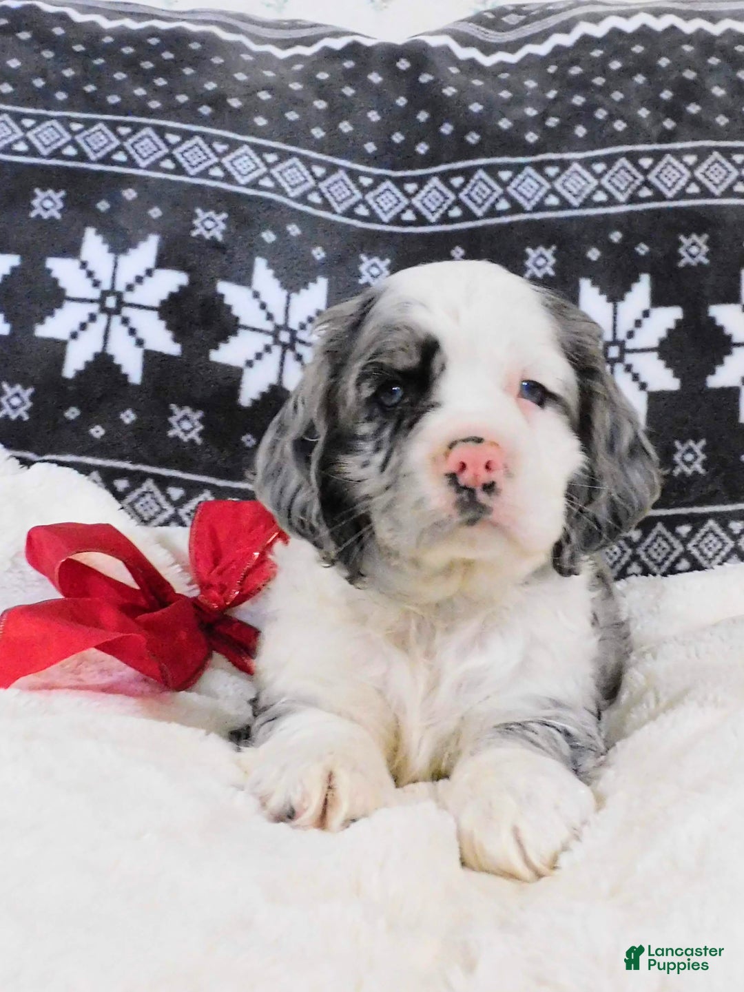 Cocker Spaniel dogs for sale: Chocolate Chip  - Ad 3