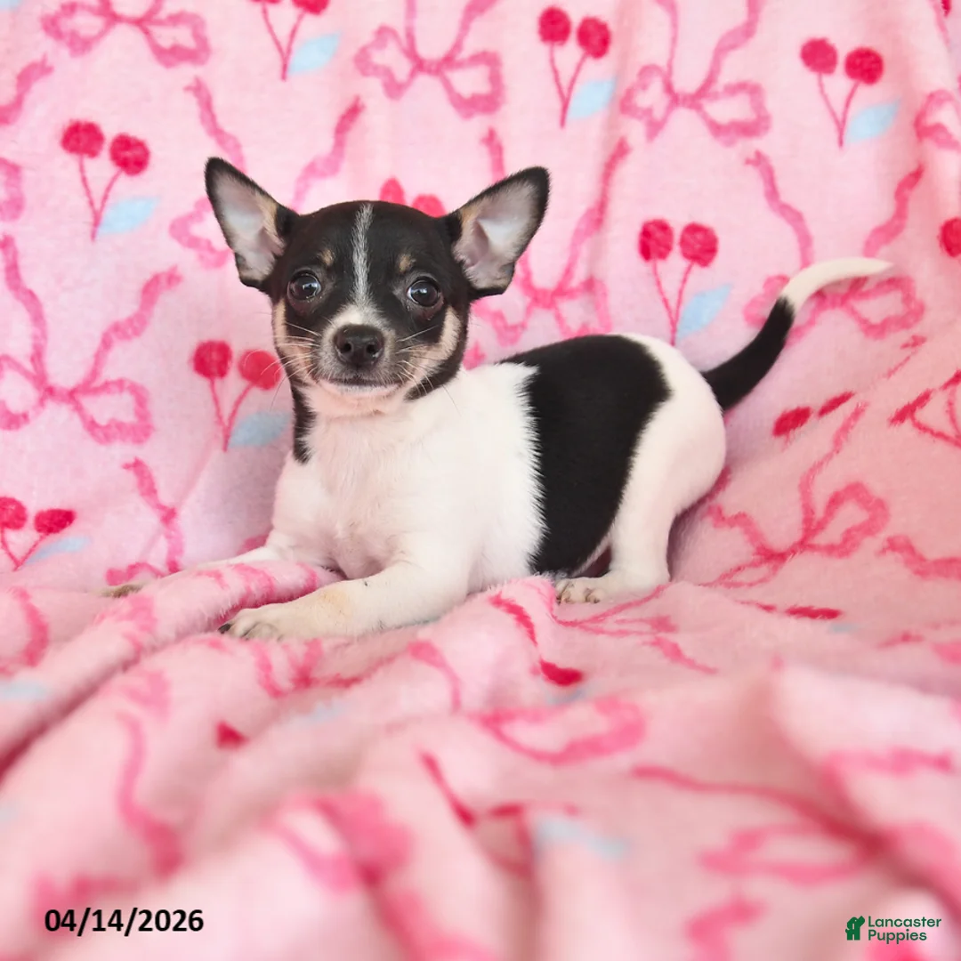 Chihuahua dogs for sale: Jake - Ad 1