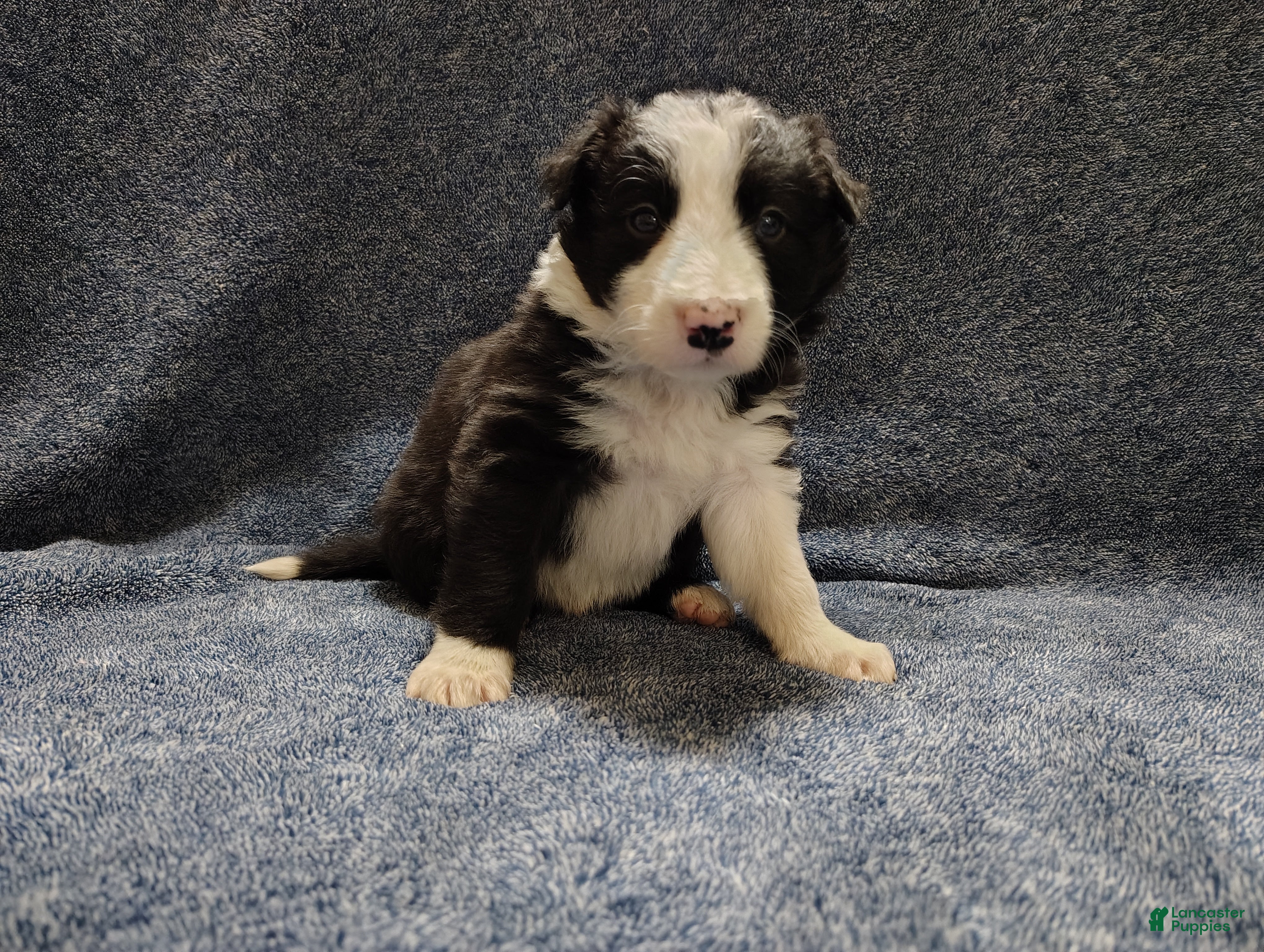 Border Collie dogs Linus - Ad 1